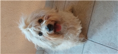 Toto