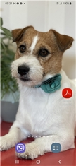 Jacky