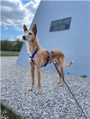 Pruno