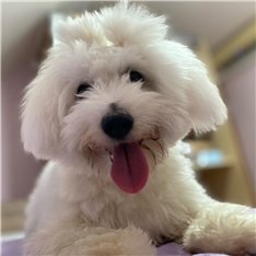 Davinci