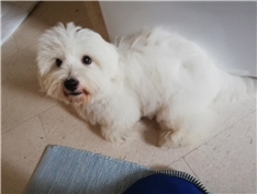 Aika