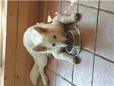Blondi