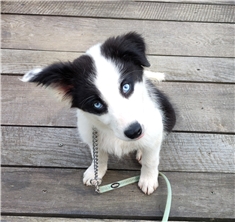 Ayka