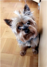 Ronnie