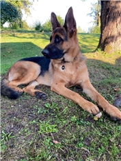 Hugo