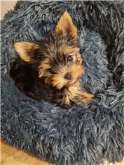 Odie