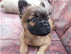 Hugo