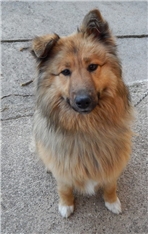Rex