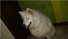 Belka