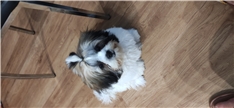 Stella