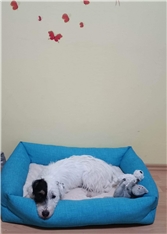 RIA
