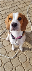 Lili