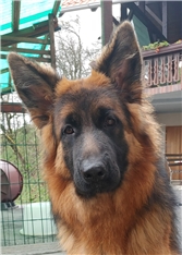 Siya