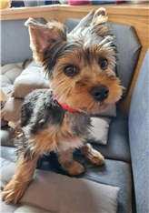 Oscar