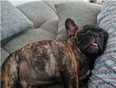 Otto