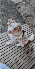 Brlla