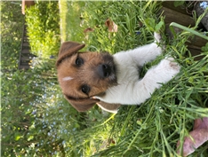 Lun
