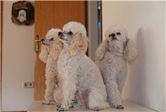 Megi, Rori, Lili