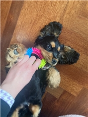 Hugo