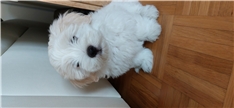 Oscar