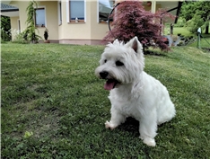 Bina