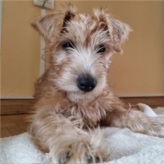Lucy - mladiček
