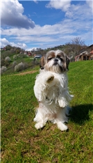 Toby