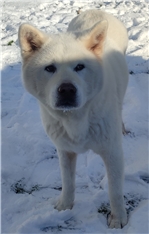 Yuki