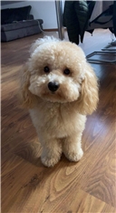 Oli