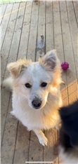 Ari