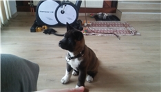 Hugo