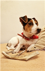 Jack