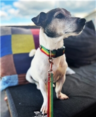 Ziggy