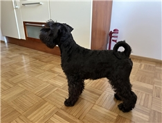 Brko