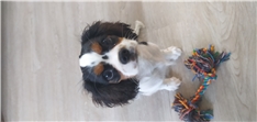 Sophie