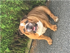 Pako