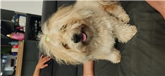 Toto