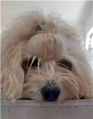 Toto