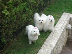 Meggi