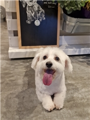 Dotti