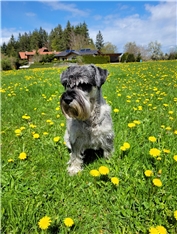 Bruno