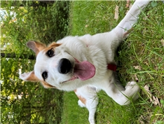 Bella mešanček med samojedom in nemškim ovčarjem