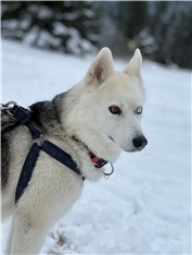 Arya