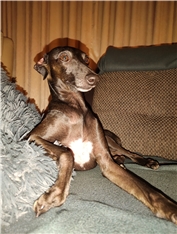 Cornelius