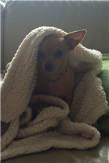 Dolly