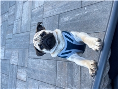 Hugo