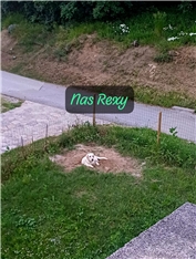 Rex