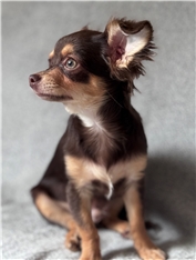 Simba