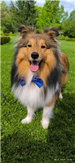 Archie