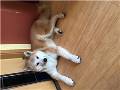 Achi